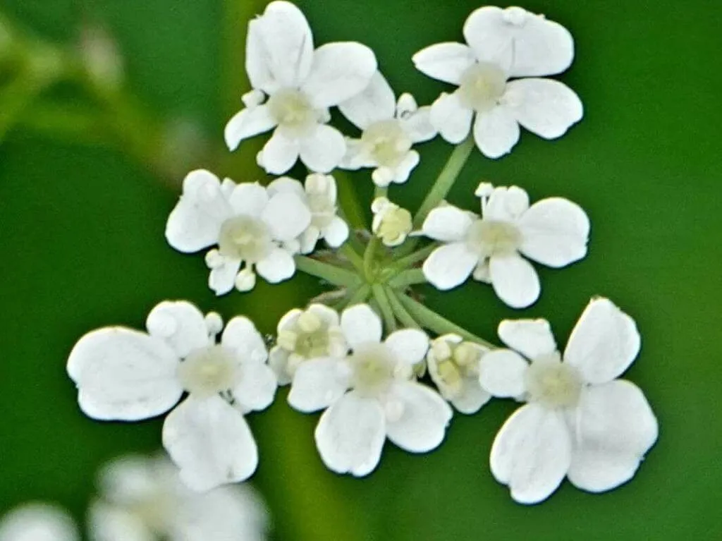 Erdei turbolya (Anthriscus sylvestris): Gondozása, ültetése, metszése és betegségei