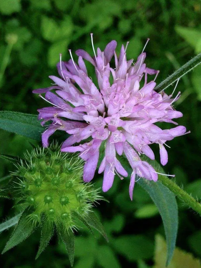 Fedezd fel az Erdei varfű (Knautia dipsacifolia) gondozását, ültetését, teleltetését és a leggyakoribb betegségeit!