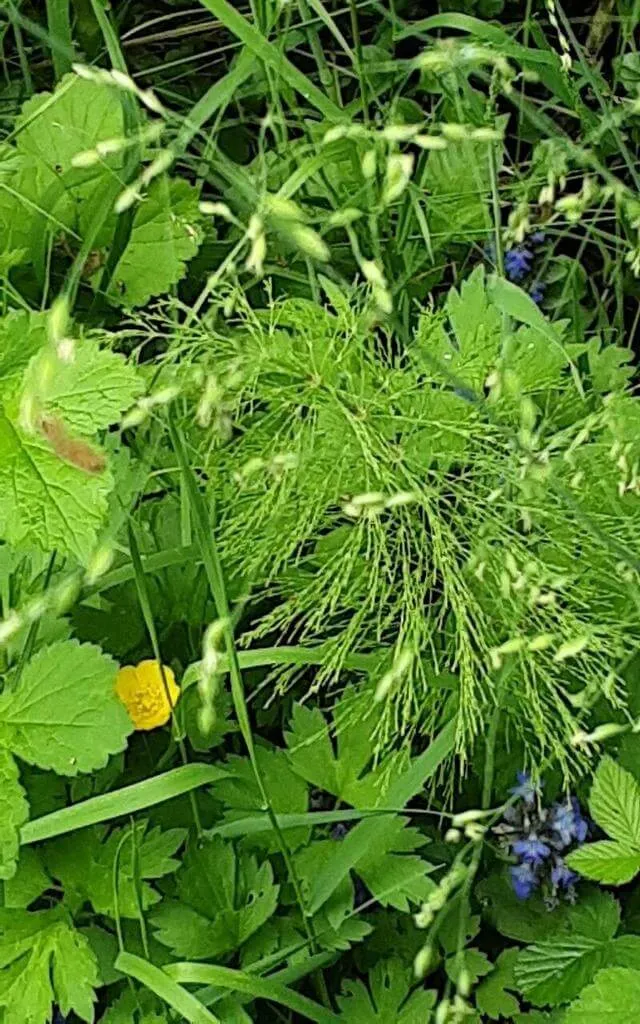 Erdei zsurló (Equisetum sylvaticum): Fajtái, Ültetése, Metszése és Betegségei Erdei zsurló (Equisetum sylvaticum): Fajtái, Ültetése, Metszése és Betegségei