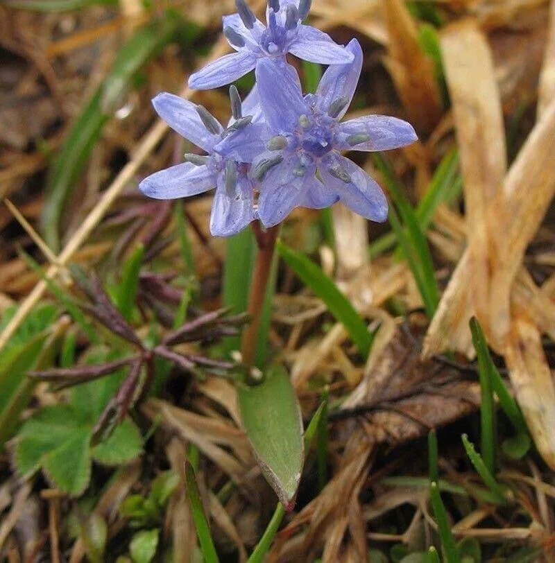 Erdélyi csillagvirág (Scilla kladnii): Fajtái, Ültetése, Metszése és Betegségei Erdélyi csillagvirág (Scilla kladnii): Fajtái, Ültetése, Metszése és Betegségei