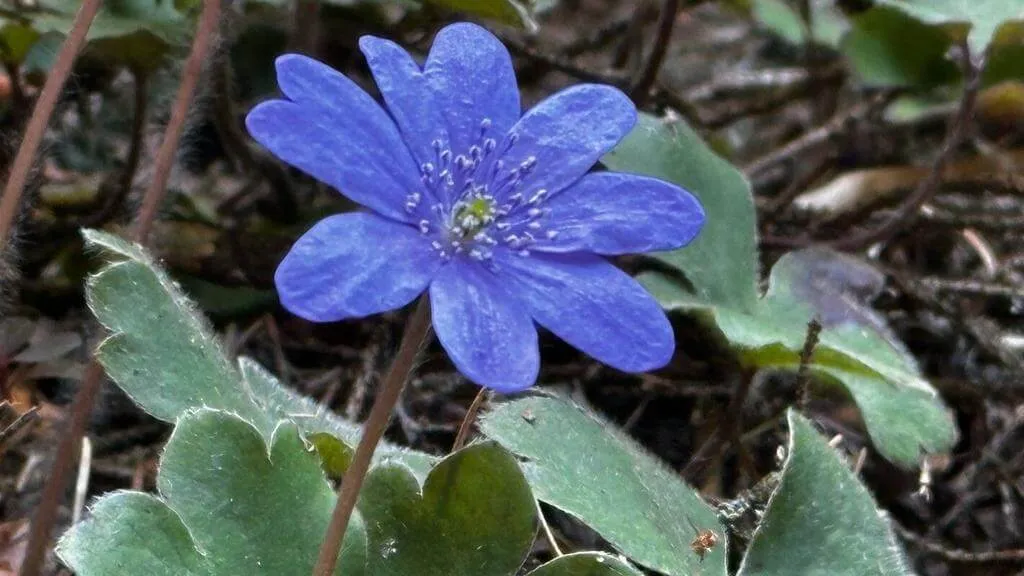 Erdélyi májvirág (Hepatica × media): Fajtái, Ültetése, Metszése és Betegségei Erdélyi májvirág (Hepatica × media): Fajtái, Ültetése, Metszése és Betegségei