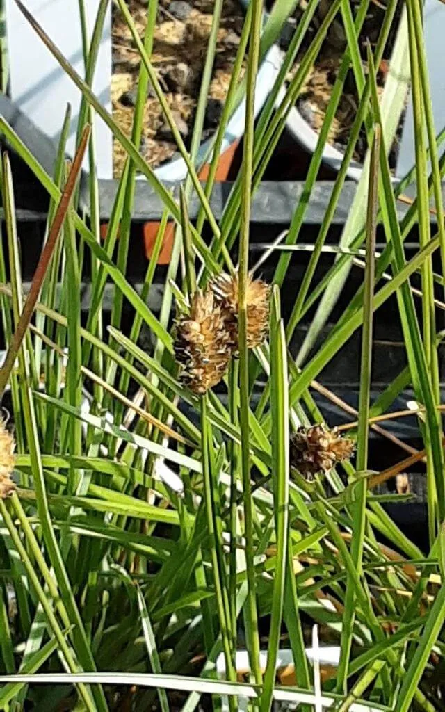Erdélyi nyúlfarkfű (Sesleria heufleriana): fajtái, ültetése, metszése és betegségei