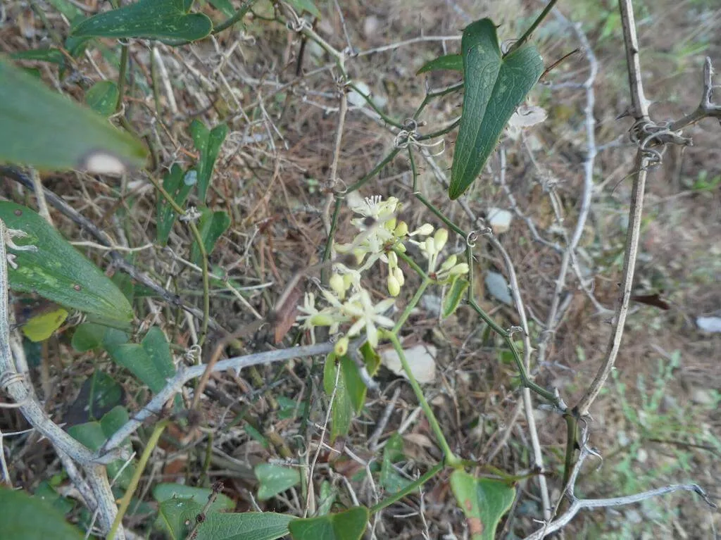 Fedezd fel az Érdes szárcsagyökér (Smilax aspera) fajtáit, gondozását, teleltetését és a leggyakoribb betegségek elleni védekezést!