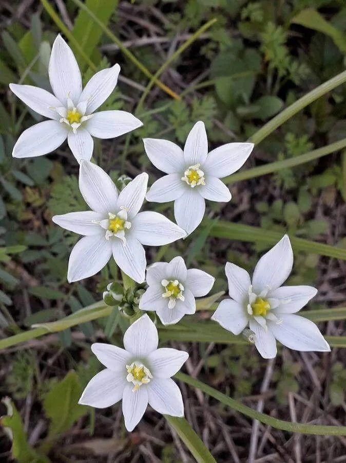Ernyős sárma (Ornithogalum divergens): fajtái, ültetése, metszése és betegségei