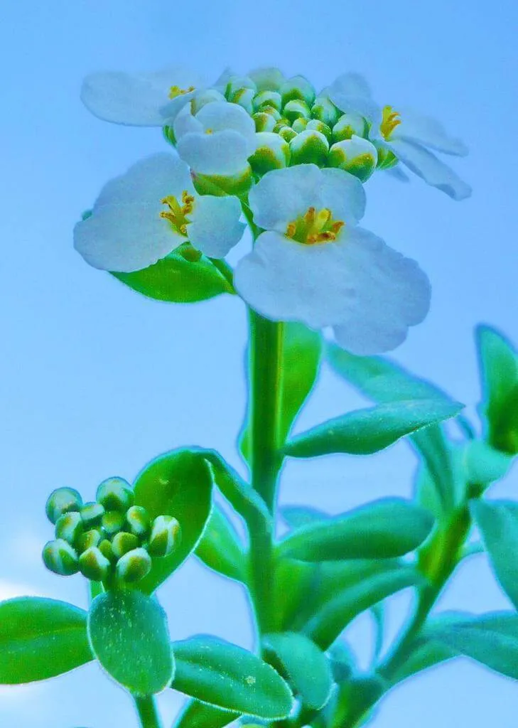 Ernyős tatárvirág (Iberis umbellata): fajtái, ültetése, metszése és betegségei
