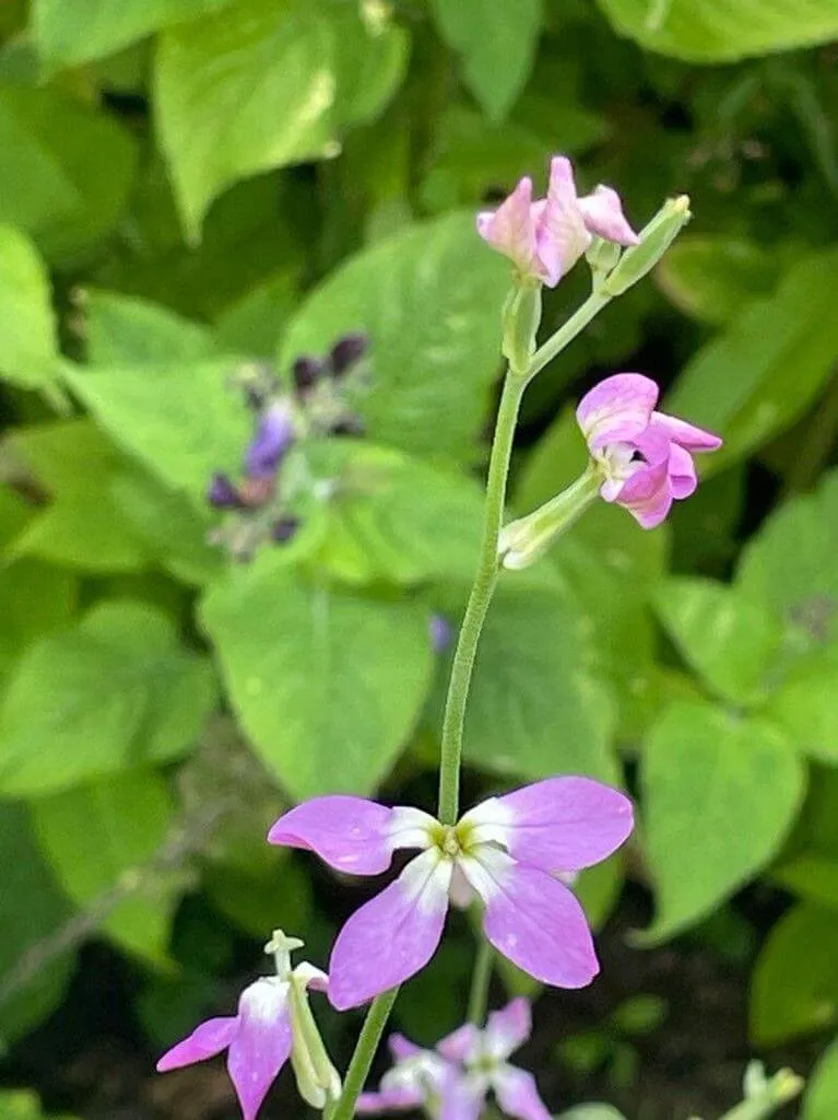 Estike (Matthiola longipetala): Fajták, Gondozás, Teleltetés és Betegségek Estike (Matthiola longipetala): Fajták, Gondozás, Teleltetés és Betegségek