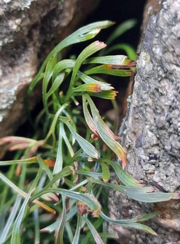 Északi fodorka (Asplenium septentrionale): fajtái, ültetése, metszése és betegségei