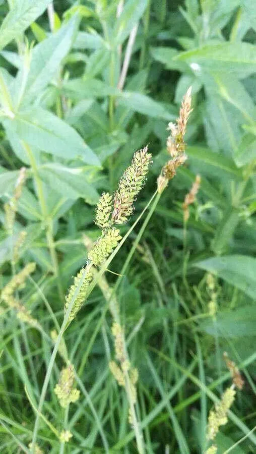 Északi sás (Carex hartmaniorum): Fajták, Ültetés, Metszés és Betegségek Északi sás (Carex hartmaniorum): Fajták, Ültetés, Metszés és Betegségek