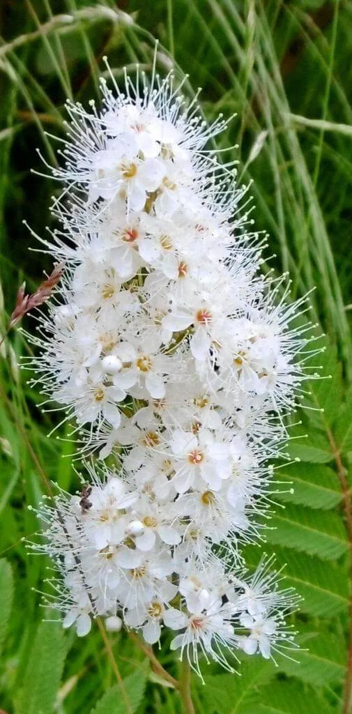 Északi tollasgyöngyvessző (Sorbaria sorbifolia): fajtái, gondozása, ültetése és betegségei