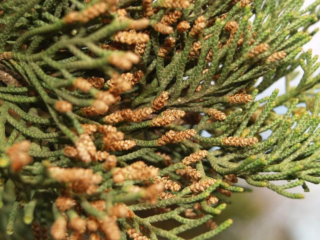 Fedezd fel az Európai ciprust (Cupressus sempervirens) - fajtáit, gondozását, teleltetését és a leggyakoribb betegségeit!