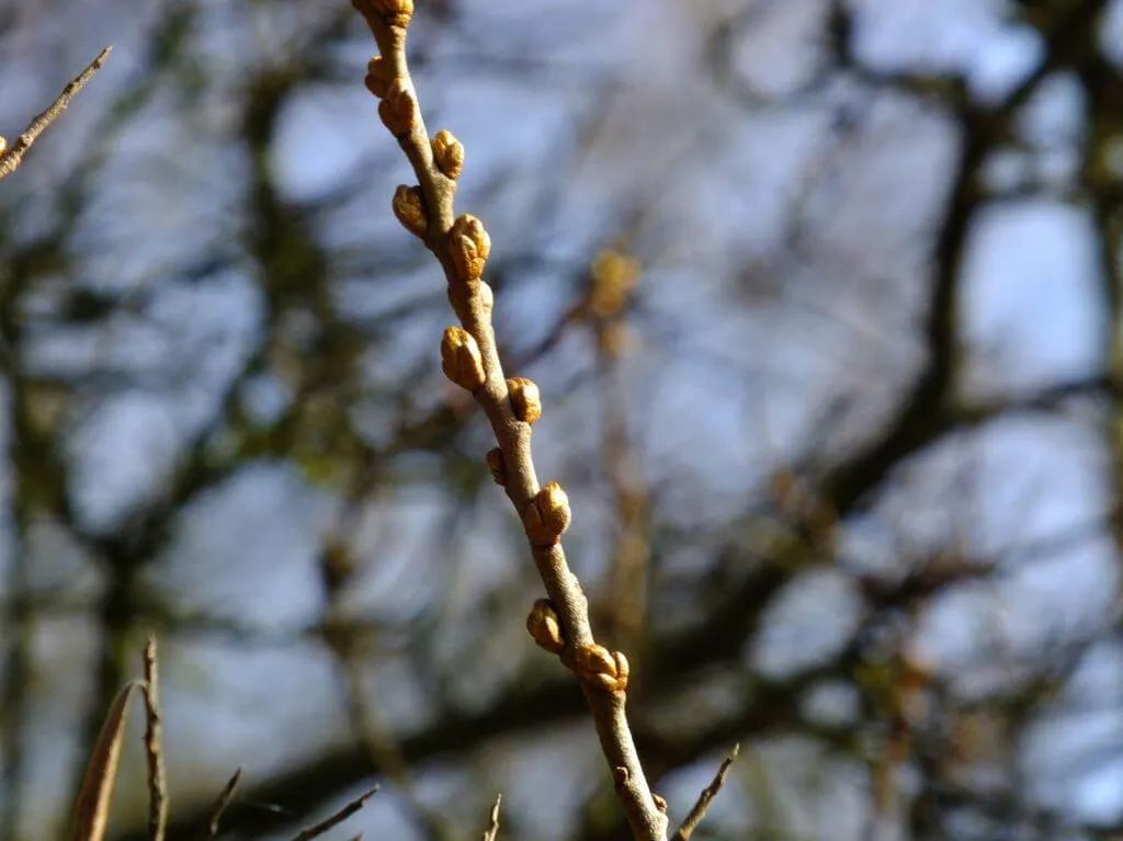 Fedezd fel az Európai homoktövist (Hippophae rhamnoides) - megtudhatod a fajtáit, gondozását, teleltetését és leggyakoribb betegségeit!