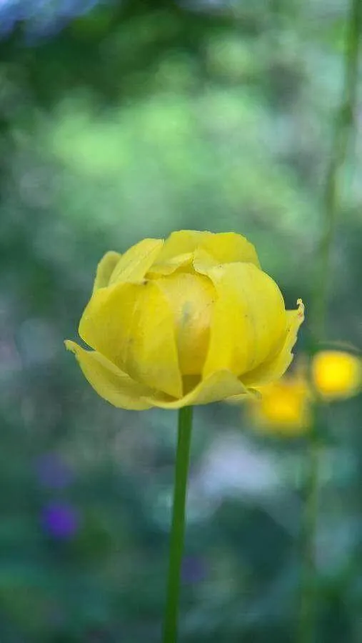 Ismerd meg az Európai zergeboglárt (Trollius europaeus) fajtáit, gondozását, teleltetését és a leggyakoribb betegségeit!