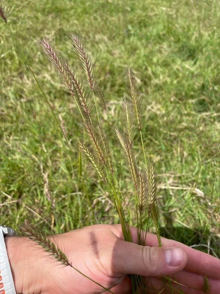 Évelő árpa (Hordeum secalinum): Fajtái, Gondozása, Teleltetése és Betegségei