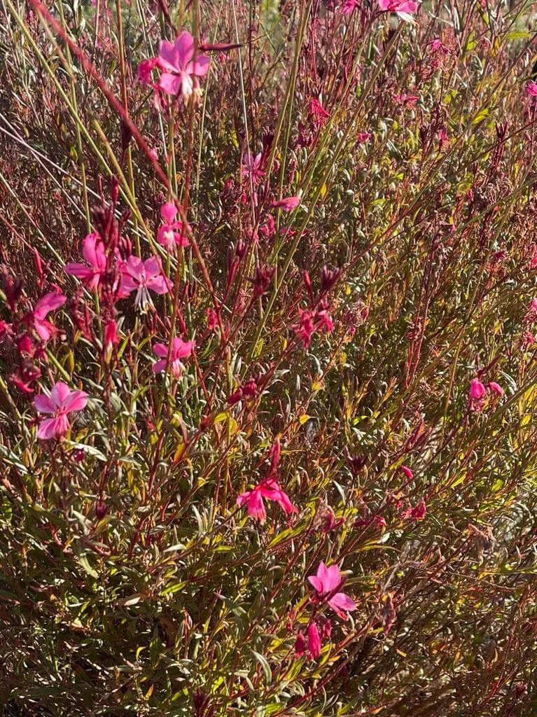 Évelő díszgyertya (Oenothera gaura): Fajtái, Ültetése, Metszése és Betegségei