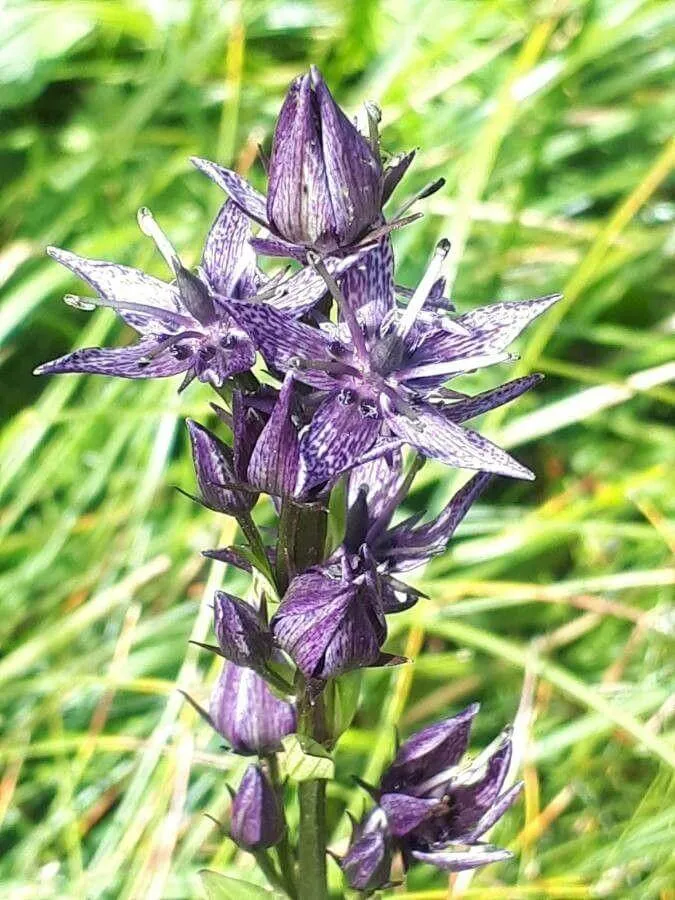 Évelő gyásztárnics (Swertia perennis): fajtái, gondozása, ültetése és betegségei Évelő gyásztárnics (Swertia perennis): fajtái, gondozása, ültetése és betegségei