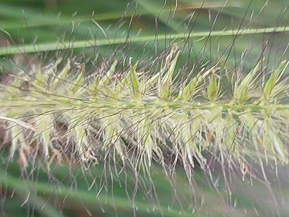 Évelő tollborzfű (Cenchrus alopecuroides): Fajtái, Ültetése, Metszése és Betegségei