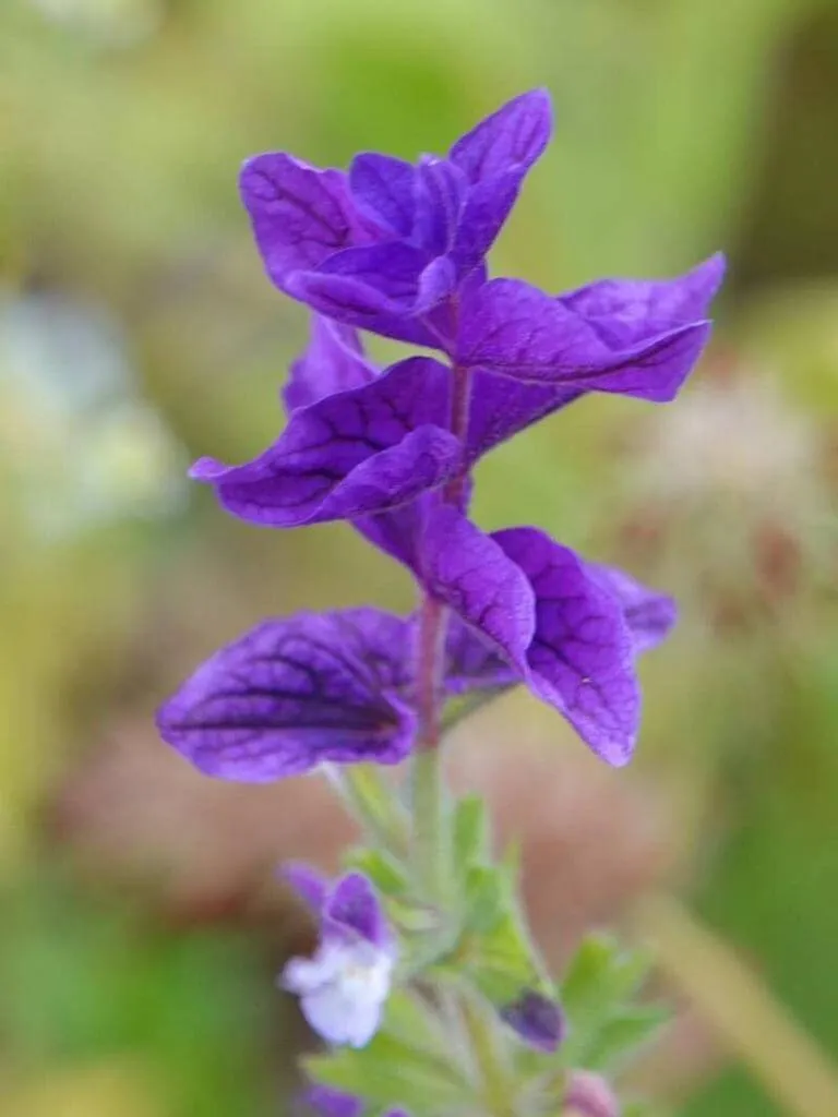 Ismerd meg az Éves zsályát (Salvia viridis) fajtáit, gondozását, teleltetését és a kártevők elleni védekezést!