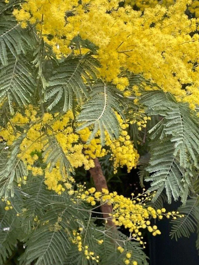 Ezüst akácia (Acacia dealbata): fajtái, ültetése, metszése és betegségei