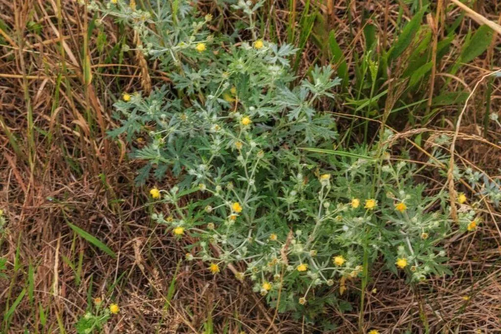 Ismerd meg az Ezüst pimpót (Potentilla argentea) fajtáit, gondozását, teleltetését és a leggyakoribb betegségeit!