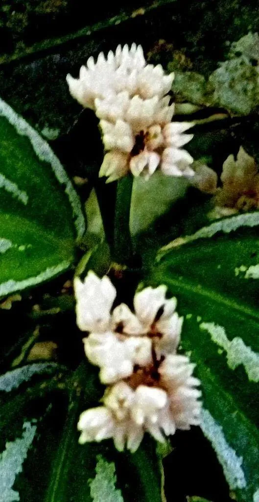 Ezüst tüzérvirág (Pilea cadierei): Fajtái, Gondozása, Ültetése és Betegségei