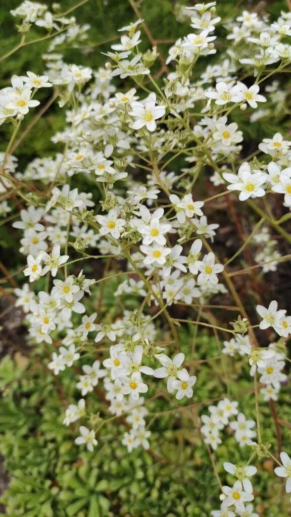 Ezüstlevélrózsás kőtörőfű (Saxifraga hostii): Gondozása, ültetése és betegségei