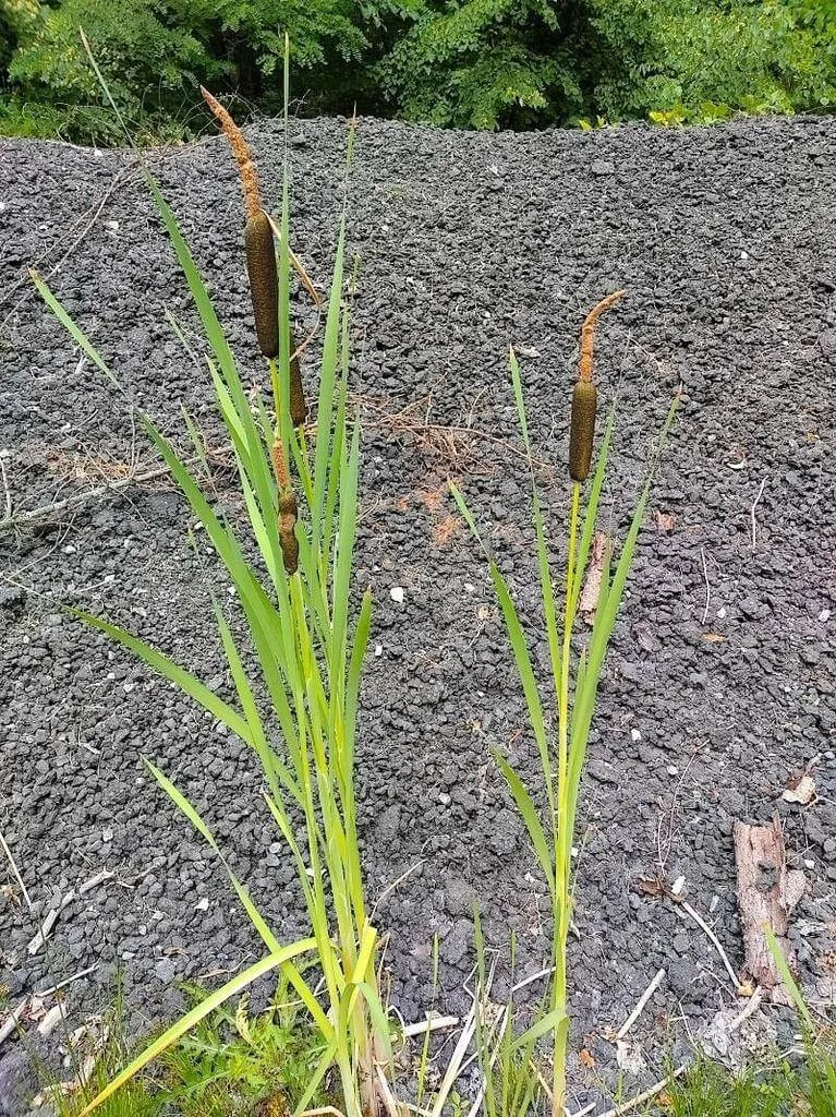 Ezüstös gyékény (Typha shuttleworthii): Fajták, Gondozás, Teleltetés és Betegségek