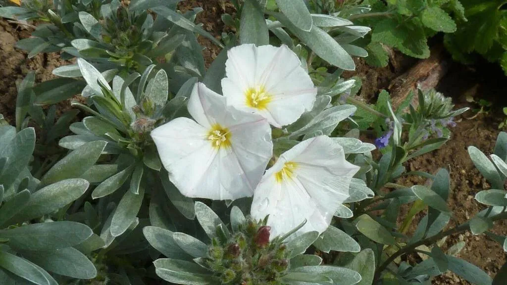 Ezüstös hajnalka (Convolvulus cneorum): Fajtái, Ültetése, Metszése és Betegségei Ezüstös hajnalka (Convolvulus cneorum): Fajtái, Ültetése, Metszése és Betegségei