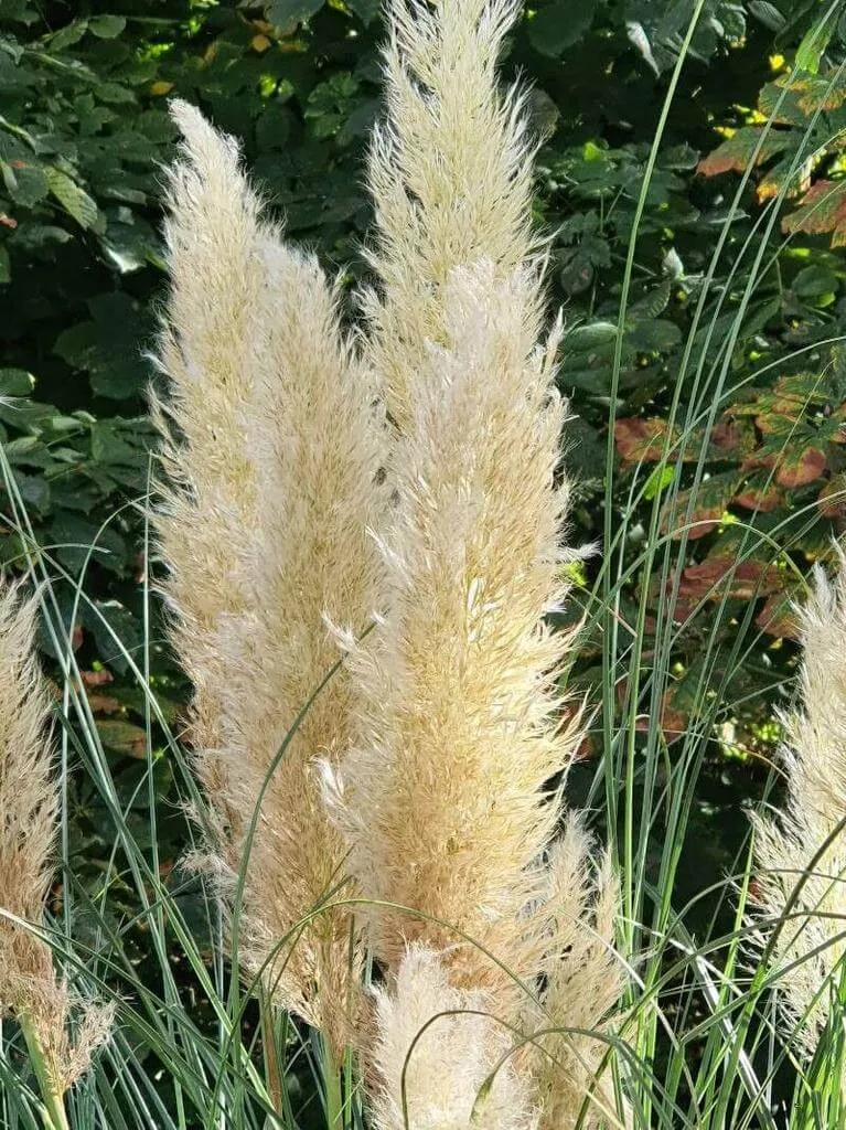 Ezüstös pampafű (Cortaderia selloana): Fajtái, Ültetése, Metszése és Betegségei