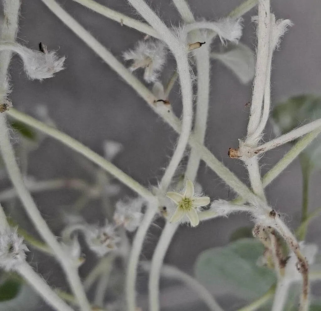 Fedezd fel az Ezüstös pázsit szulák (Dichondra argentea) fajtáit, gondozását, teleltetését és a leggyakoribb kártevőket!