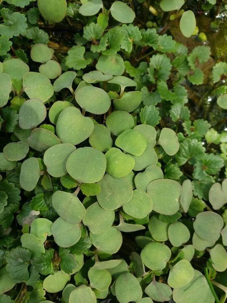 Ezüstös Pázsitszulák (Dichondra micrantha): fajtái, ültetése, metszése és betegségei