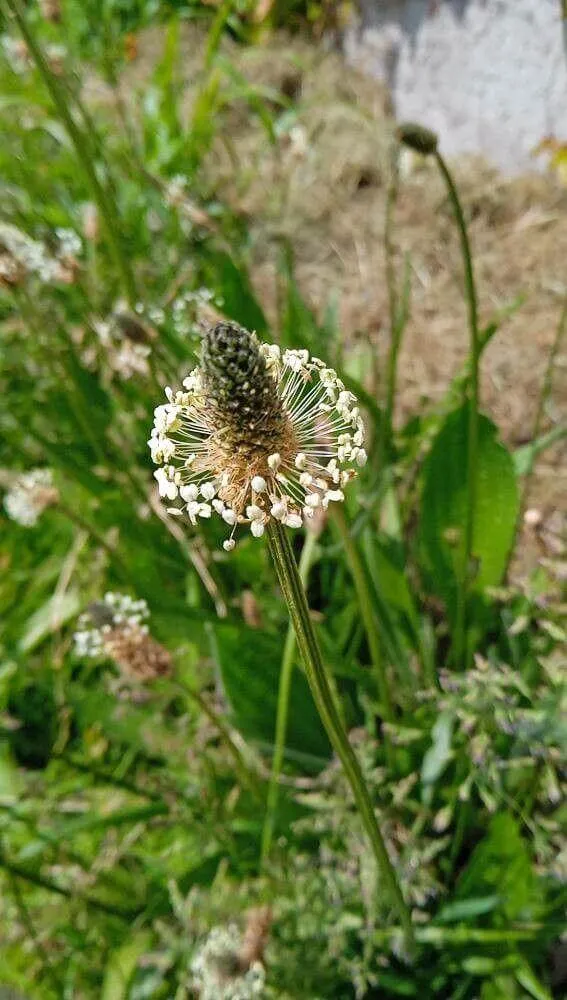 Ezüstös útifű (Plantago argentea): Fajtái, Gondozása, Teleltetése és Betegségei