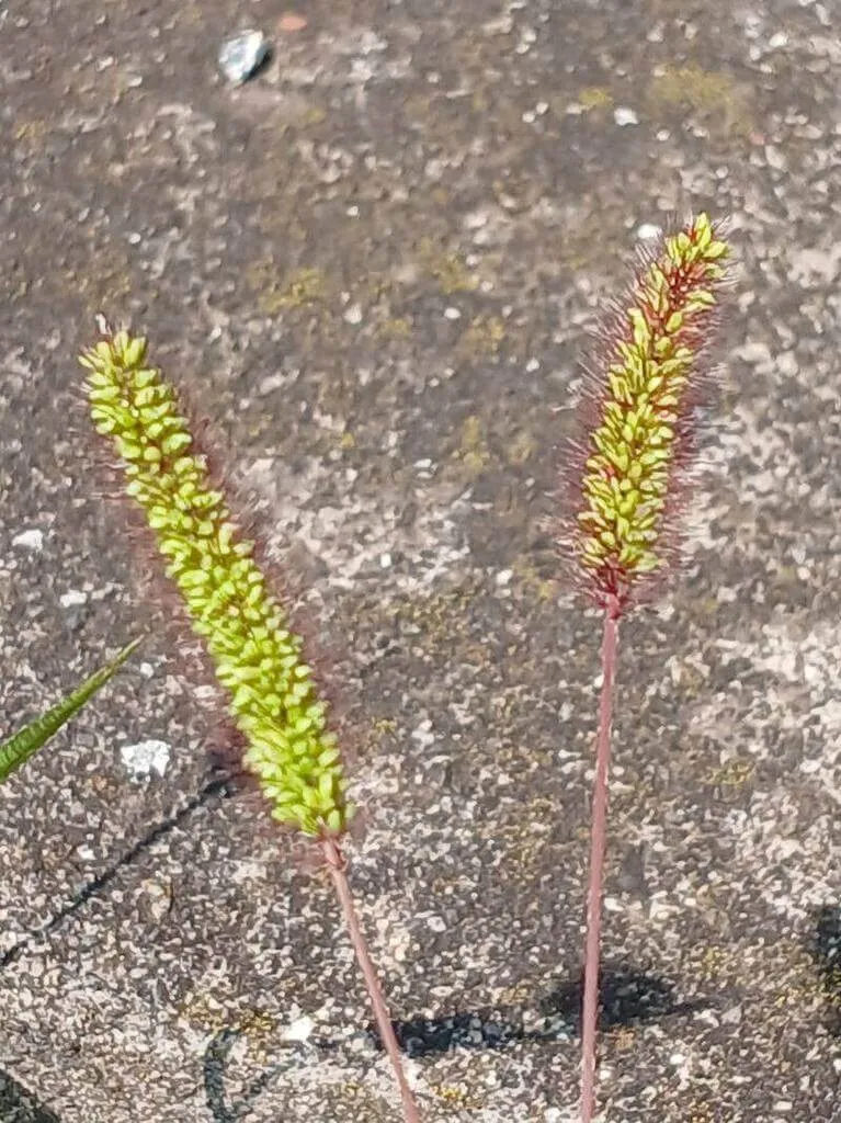 Fakó muhar (Setaria pumila): fajtái, ültetése, metszése és betegségei