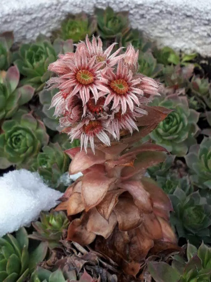 Fali kövirózsa (Sempervivum tectorum): Gondozása, ültetése, metszése és betegségei Fali kövirózsa (Sempervivum tectorum): Gondozása, ültetése, metszése és betegségei