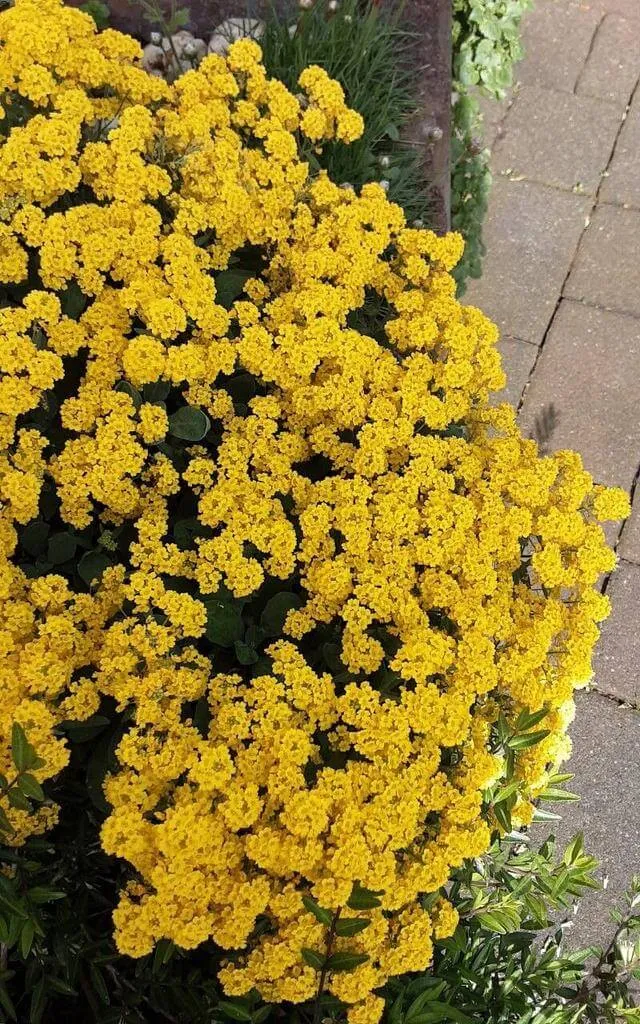 Fali ternye (Odontarrhena muralis): fajtái, ültetése, metszése és betegségei