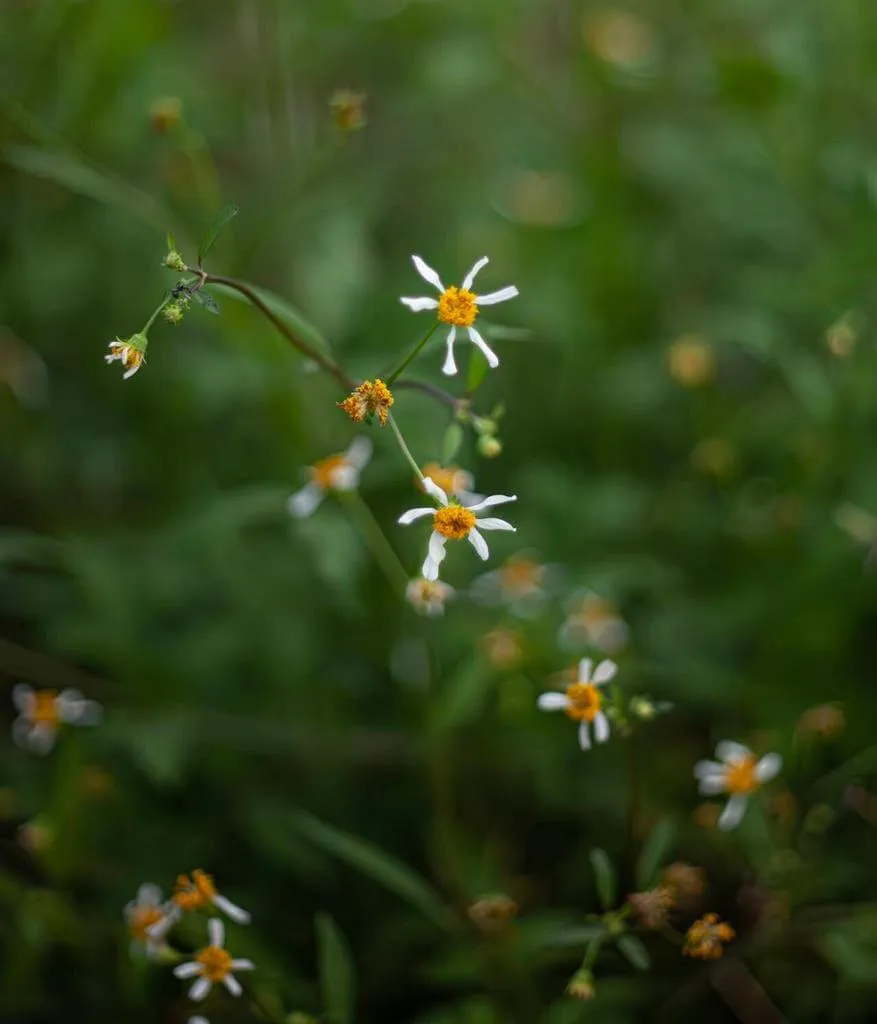Farkasfog (Bidens connata): fajtái, ültetése, metszése és betegségei Farkasfog (Bidens connata): fajtái, ültetése, metszése és betegségei