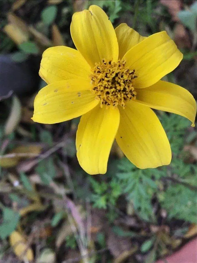 Ismerd meg a Farkasfogfajt (Bidens bipinnata) jellemzőit, gondozását, teleltetését és a leggyakoribb kártevőket!