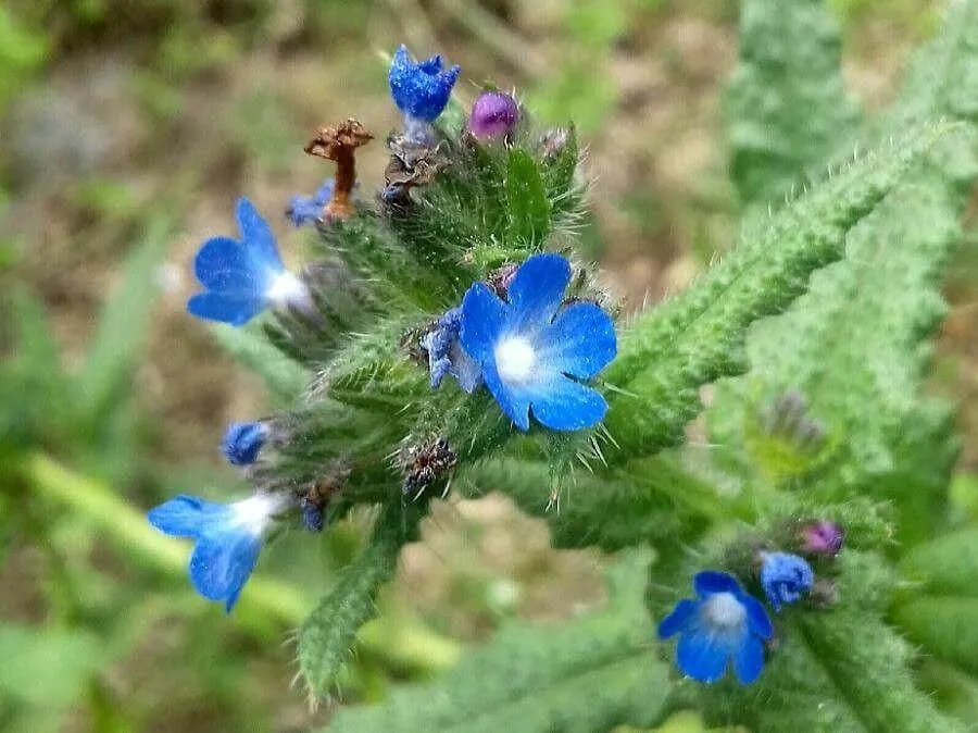 Farkasszem (Anchusa arvensis): fajtái, ültetése, metszése és betegségei Farkasszem (Anchusa arvensis): fajtái, ültetése, metszése és betegségei