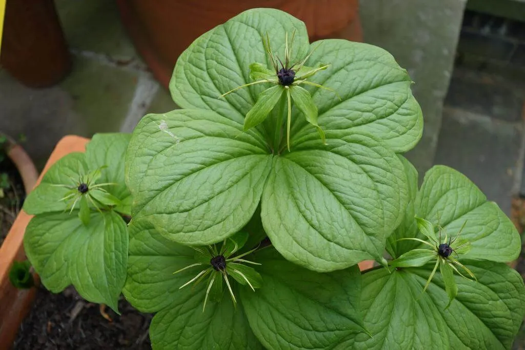 Farkasszőlő (Paris quadrifolia): fajtái, ültetése, metszése és betegségei Farkasszőlő (Paris quadrifolia): fajtái, ültetése, metszése és betegségei