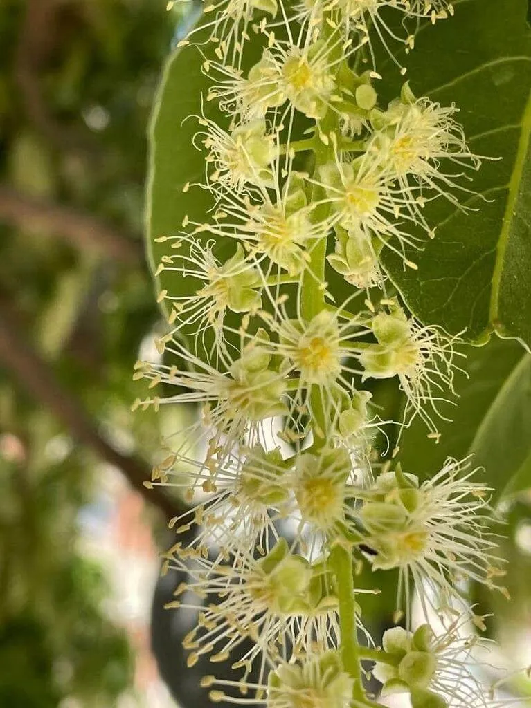 Fás alkörmös (Phytolacca dioica): Gondozása, ültetése és betegségei Fás alkörmös (Phytolacca dioica): Gondozása, ültetése és betegségei