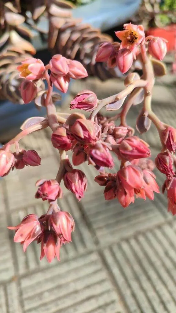 Fás kövirózsa (Echeveria gibbiflora): fajtái, ültetése, metszése és betegségei