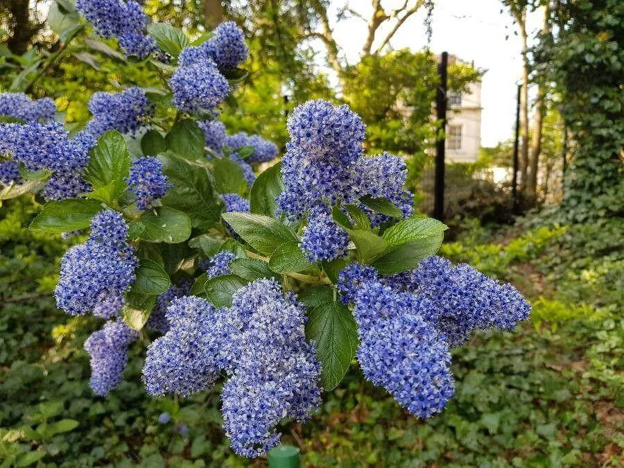 Fás táskavirág (Ceanothus arboreus): fajtái, ültetése, metszése és betegségei