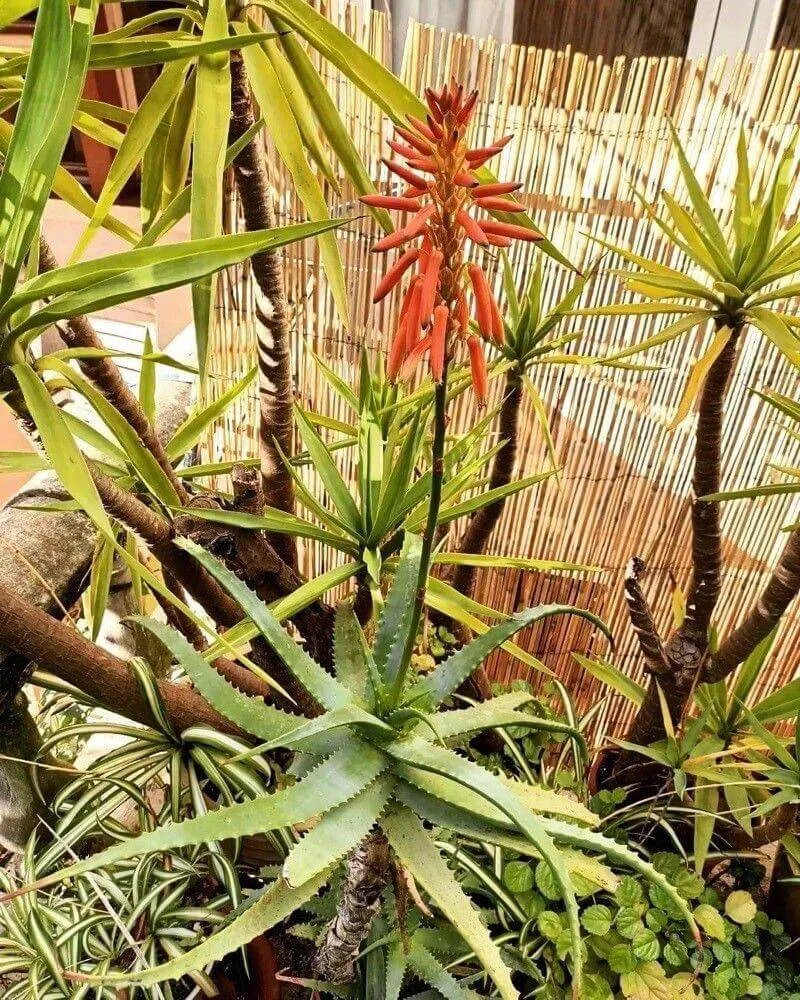 Fásodó aloé (Aloe arborescens): fajtái, ültetése, metszése és betegségei