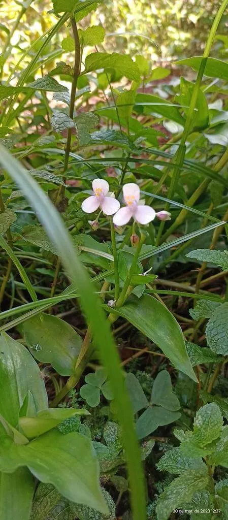 Fátyolvirág (Gibasis geniculata): fajtái, ültetése, metszése és betegségei
