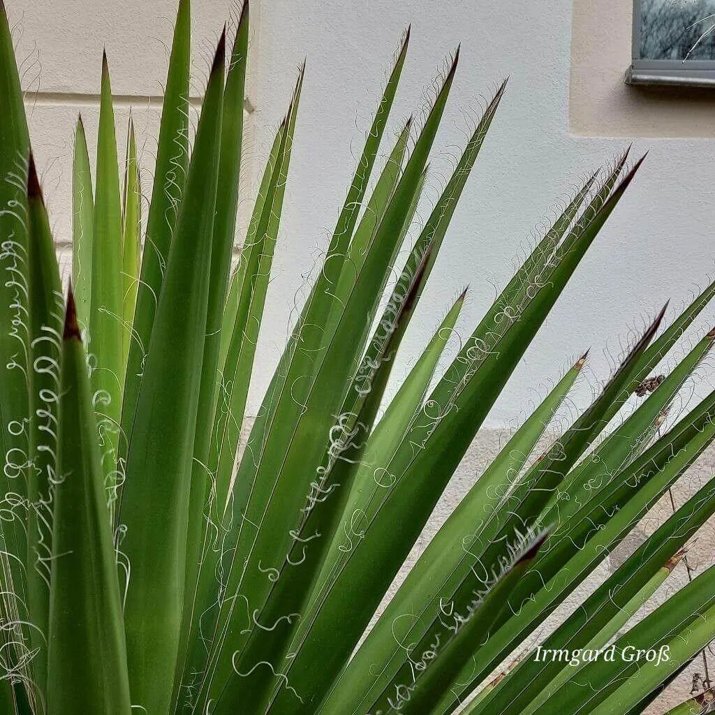 Faxon-jukka (Yucca faxoniana): Gondozása, Ültetése és Betegségei Faxon-jukka (Yucca faxoniana): Gondozása, Ültetése és Betegségei