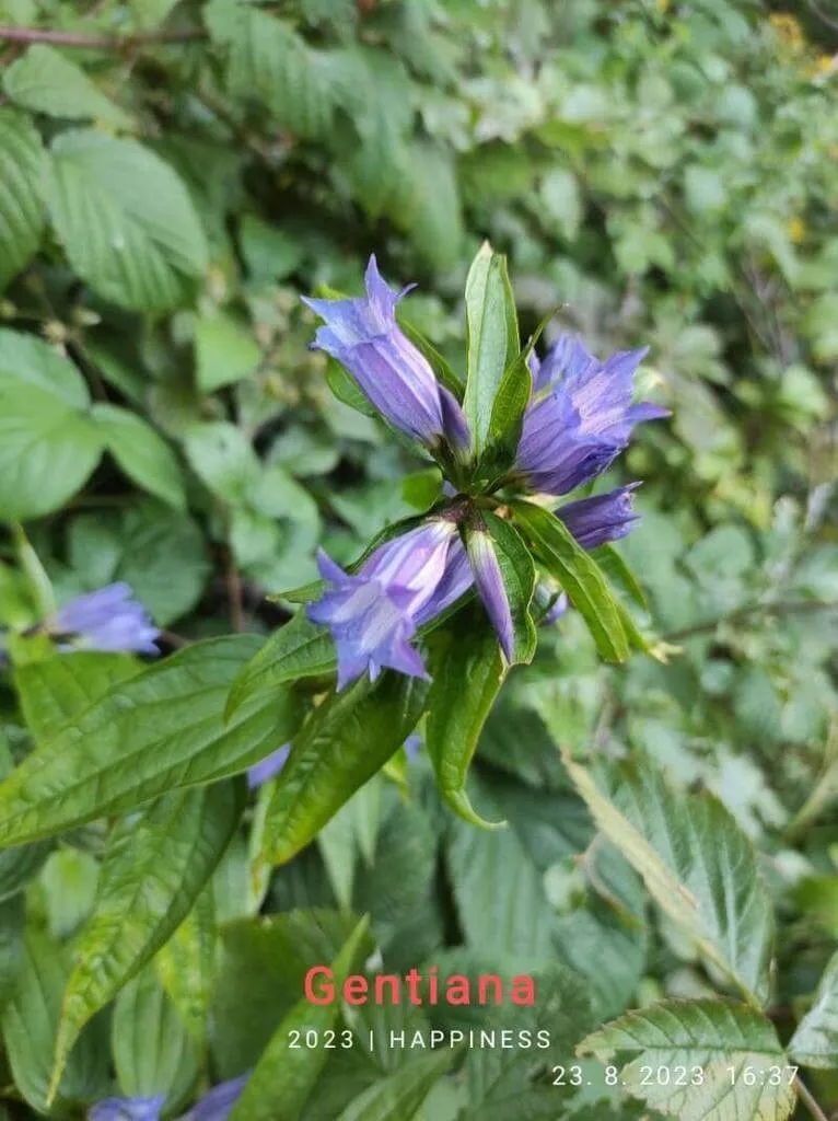Fecsketárnics (Gentiana asclepiadea): fajtái, ültetése, metszése és betegségei Fecsketárnics (Gentiana asclepiadea): fajtái, ültetése, metszése és betegségei