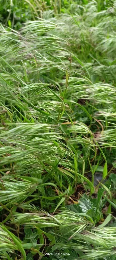 Fedélrozsnok (Bromus tectorum): Fajtái, Ültetése, Metszése és Betegségei Fedélrozsnok (Bromus tectorum): Fajtái, Ültetése, Metszése és Betegségei