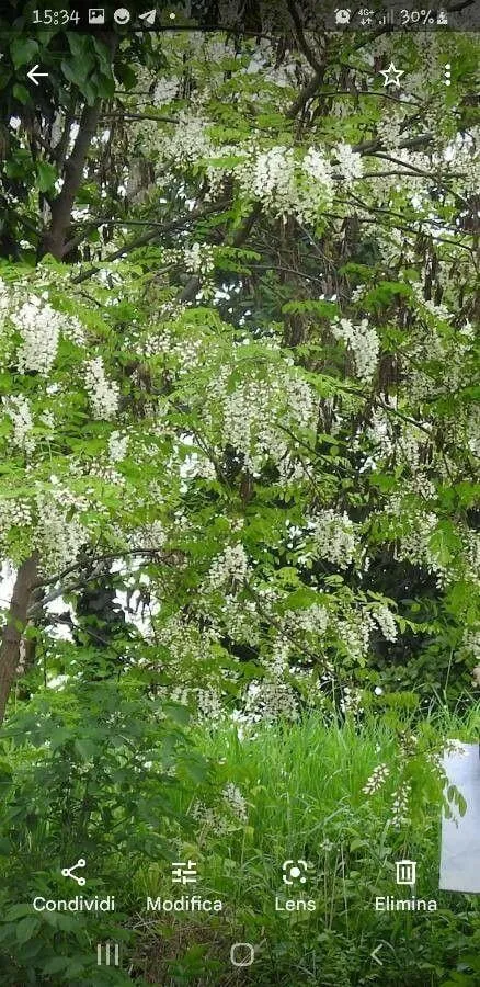 Fedezd fel a Fehér akác (Robinia pseudoacacia) fajtáit, ültetését, metszését és betegségeit