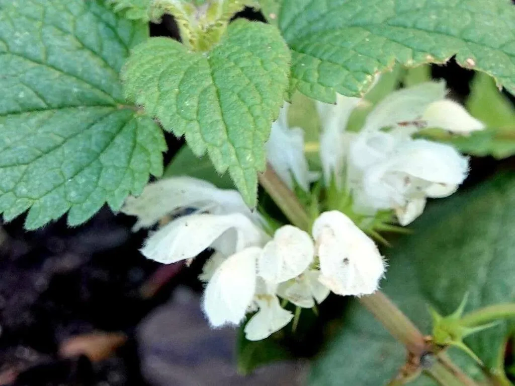 Ismerd meg a Fehér árvacsalánt (Lamium album), annak fajtáit, gondozását, teleltetését és kártevőivel való védekezést egy helyen!