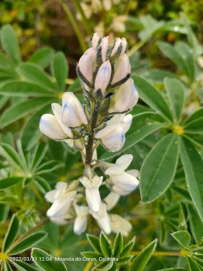 Fedezd fel a Fehér csillagfürt (Lupinus albus) fajtáit, ültetését, metszését és betegségeit!