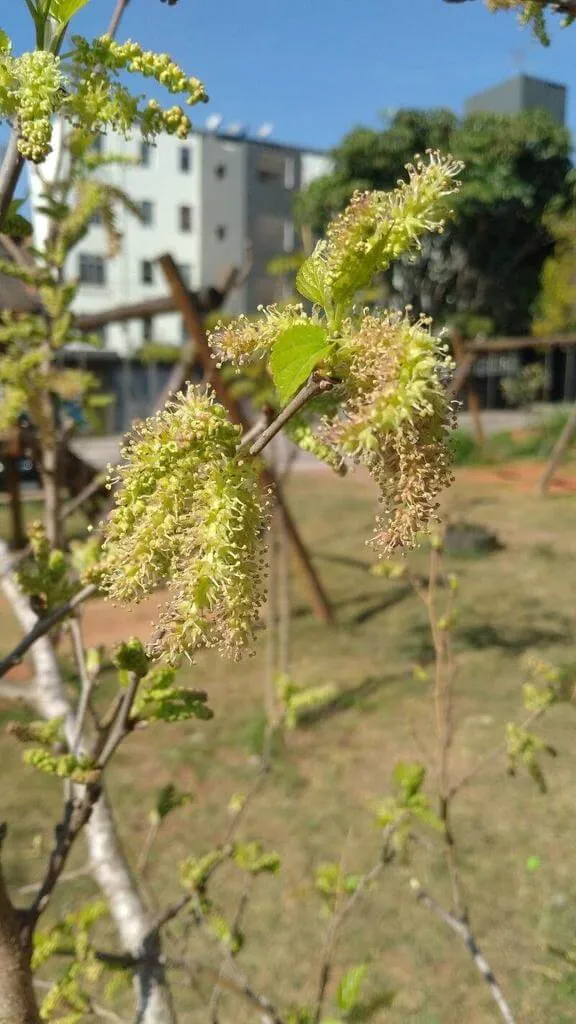 Fedezd fel a Fehér eperfa (Morus alba) fajtáit, ültetését, metszését és betegségeit!